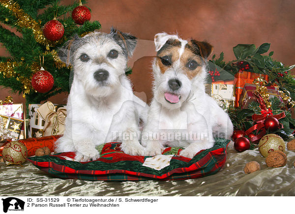 2 Parson Russell Terrier zu Weihnachten / 2 Parson Russell Terrier at christmas / SS-31529