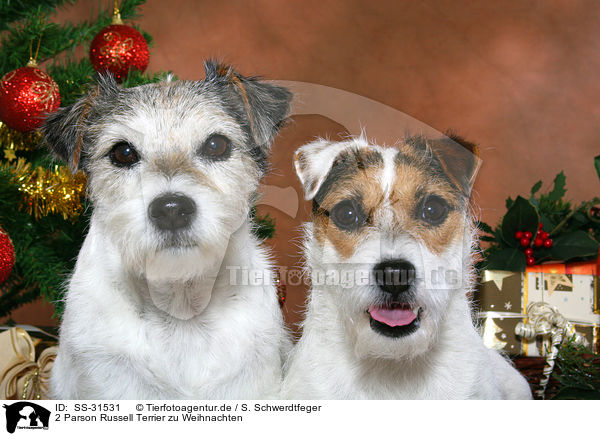 2 Parson Russell Terrier zu Weihnachten / 2 Parson Russell Terrier at christmas / SS-31531