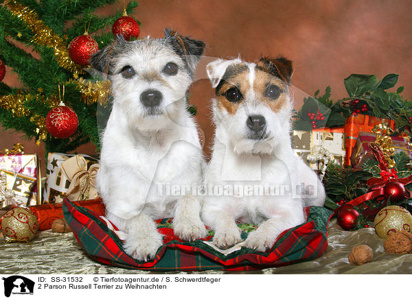 2 Parson Russell Terrier zu Weihnachten / 2 Parson Russell Terrier at christmas / SS-31532