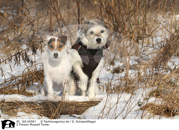 2 Parson Russell Terrier / 2 Parson Russell Terrier / SS-34561