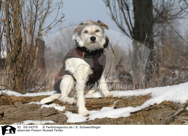 sitzender Parson Russell Terrier / sitting Parson Russell Terrier / SS-34576