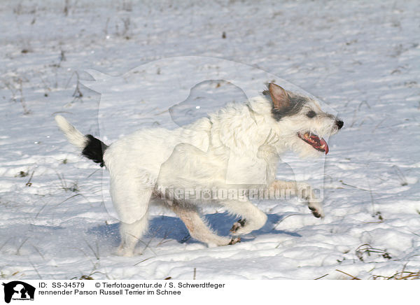 rennender Parson Russell Terrier im Schnee / running Parson Russell Terrier in the snow / SS-34579