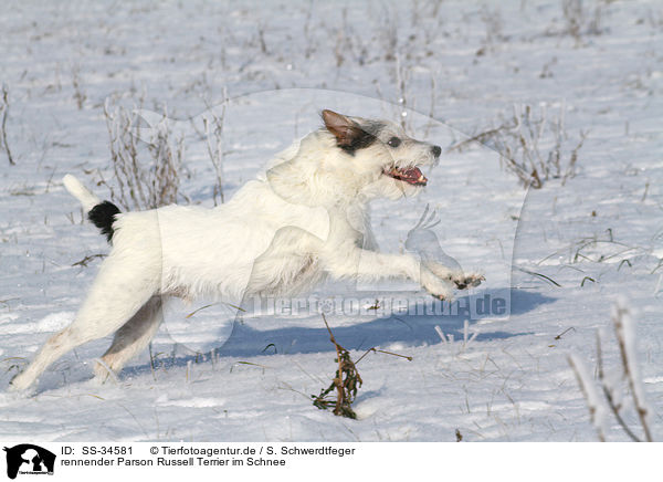 rennender Parson Russell Terrier im Schnee / running Parson Russell Terrier in the snow / SS-34581
