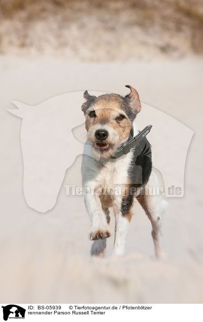 rennender Parson Russell Terrier / BS-05939