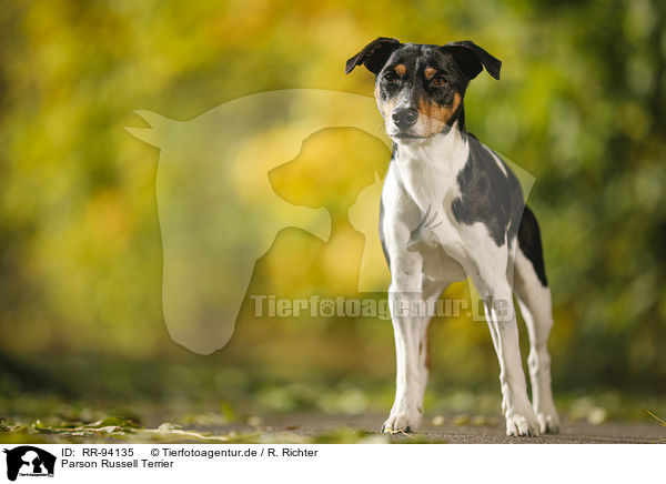 Parson Russell Terrier / Parson Russell Terrier / RR-94135