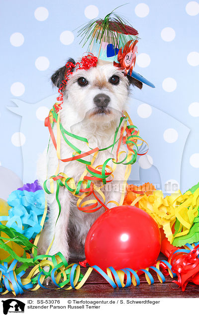 sitzender Parson Russell Terrier / SS-53076