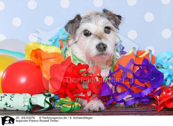 liegender Parson Russell Terrier / SS-53078