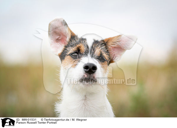 Parson Russell Terrier Portrait / Parson Russell Terrier Portrait / MW-01531
