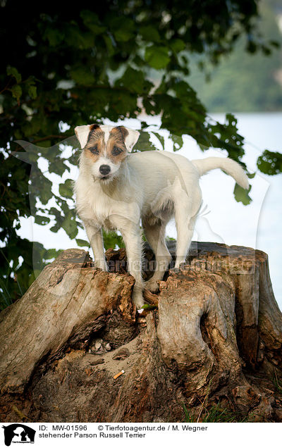 stehender Parson Russell Terrier / standing Parson Russell Terrier / MW-01596