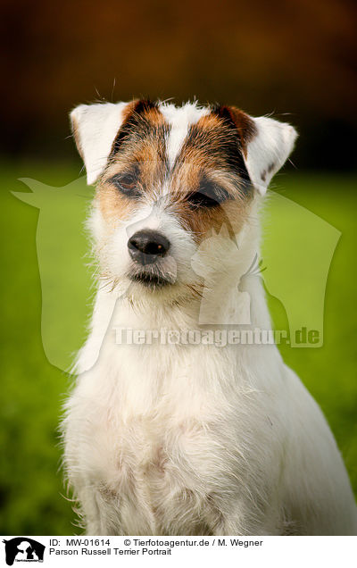 Parson Russell Terrier Portrait / Parson Russell Terrier Portrait / MW-01614