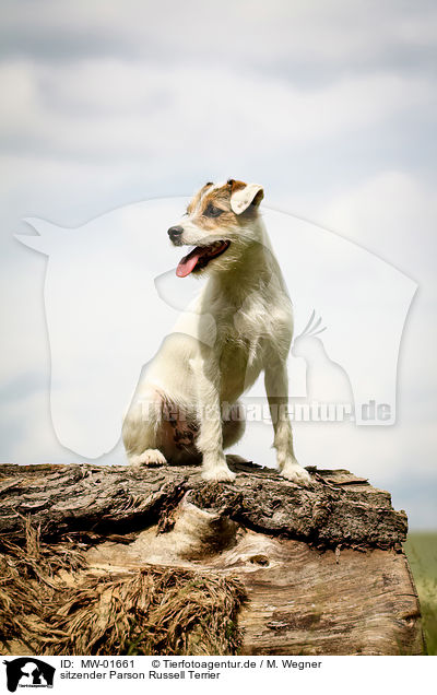 sitzender Parson Russell Terrier / sitting Parson Russell Terrier / MW-01661