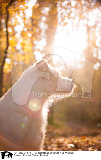 Parson Russell Terrier Portrait / Parson Russell Terrier Portrait / MW-04544