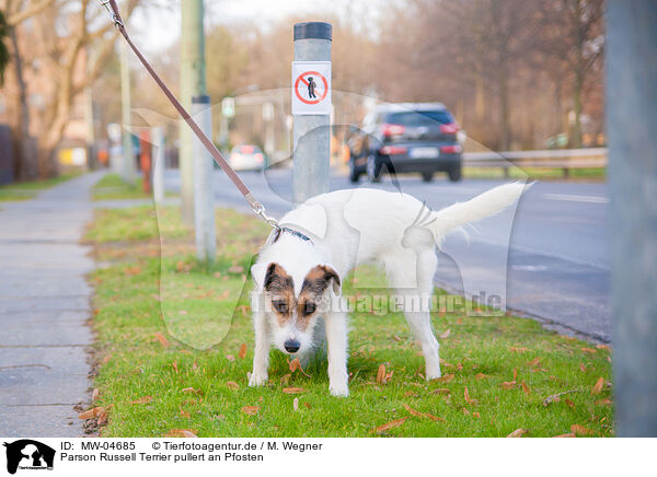Parson Russell Terrier pullert an Pfosten / peeing Parson Russell Terrier / MW-04685