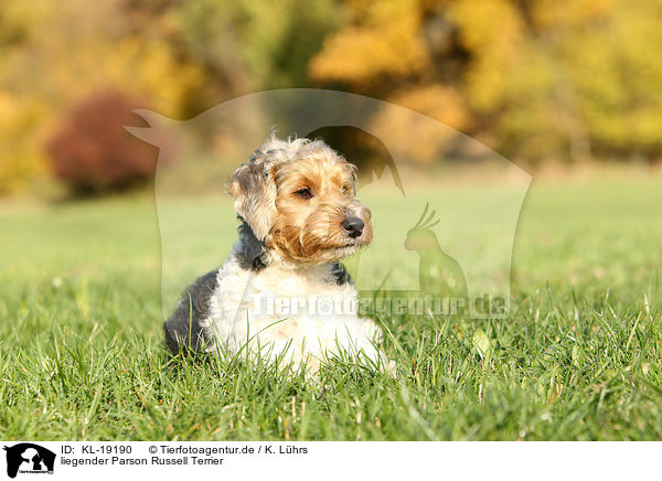 liegender Parson Russell Terrier / lying Parson Russell Terrier / KL-19190