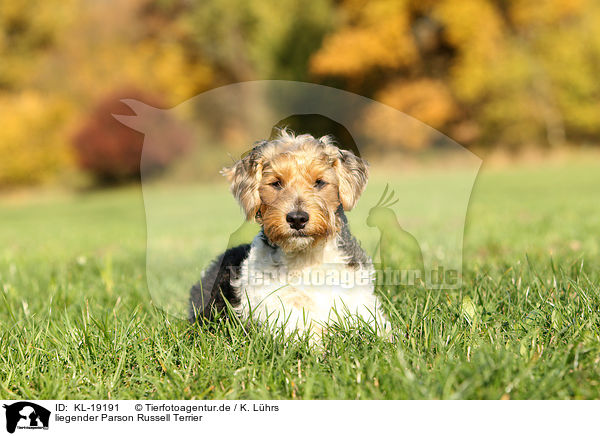 liegender Parson Russell Terrier / lying Parson Russell Terrier / KL-19191
