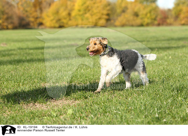 rennender Parson Russell Terrier / running Parson Russell Terrier / KL-19194