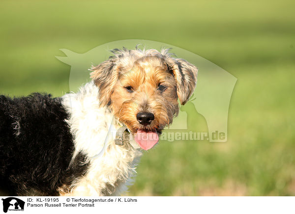 Parson Russell Terrier Portrait / Parson Russell Terrier Portrait / KL-19195