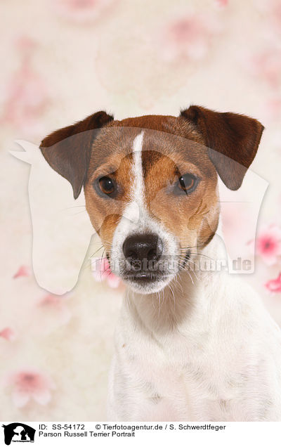 Parson Russell Terrier Portrait / Parson Russell Terrier Portrait / SS-54172