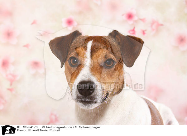 Parson Russell Terrier Portrait / Parson Russell Terrier Portrait / SS-54173