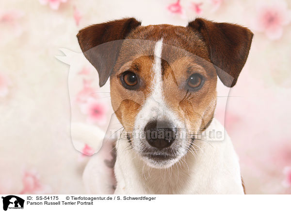 Parson Russell Terrier Portrait / Parson Russell Terrier Portrait / SS-54175