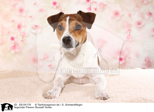 liegender Parson Russell Terrier / lying Parson Russell Terrier / SS-54176