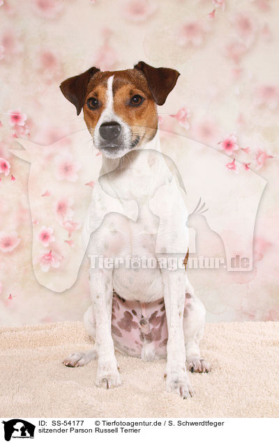 sitzender Parson Russell Terrier / sitting Parson Russell Terrier / SS-54177