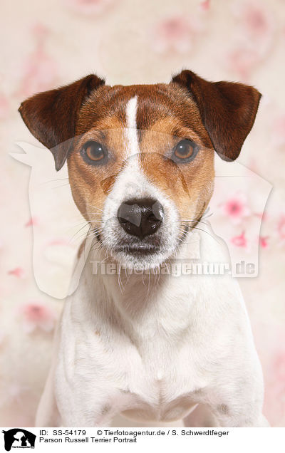 Parson Russell Terrier Portrait / Parson Russell Terrier Portrait / SS-54179