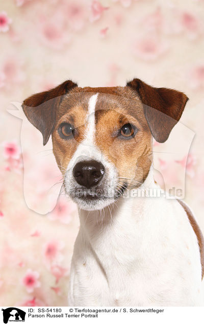 Parson Russell Terrier Portrait / Parson Russell Terrier Portrait / SS-54180