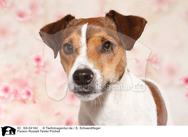 Parson Russell Terrier Portrait / Parson Russell Terrier Portrait / SS-54182