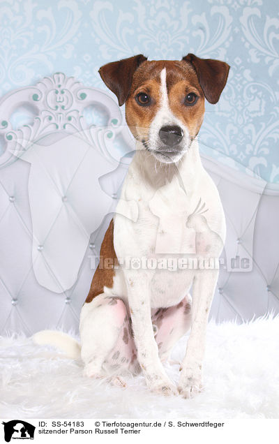 sitzender Parson Russell Terrier / sitting Parson Russell Terrier / SS-54183