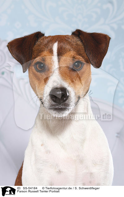 Parson Russell Terrier Portrait / Parson Russell Terrier Portrait / SS-54184