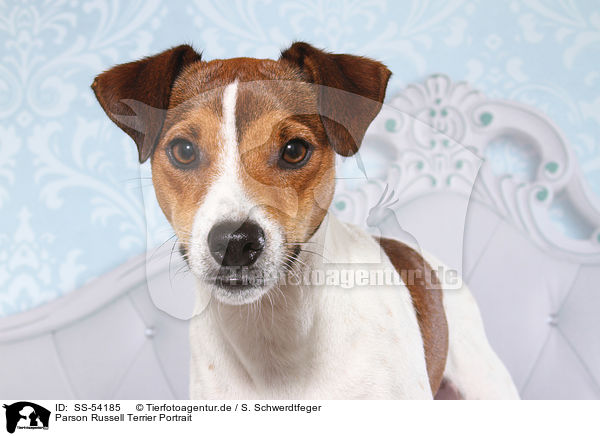 Parson Russell Terrier Portrait / Parson Russell Terrier Portrait / SS-54185