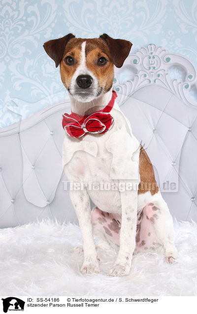 sitzender Parson Russell Terrier / sitting Parson Russell Terrier / SS-54186