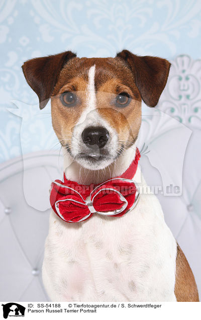 Parson Russell Terrier Portrait / Parson Russell Terrier Portrait / SS-54188