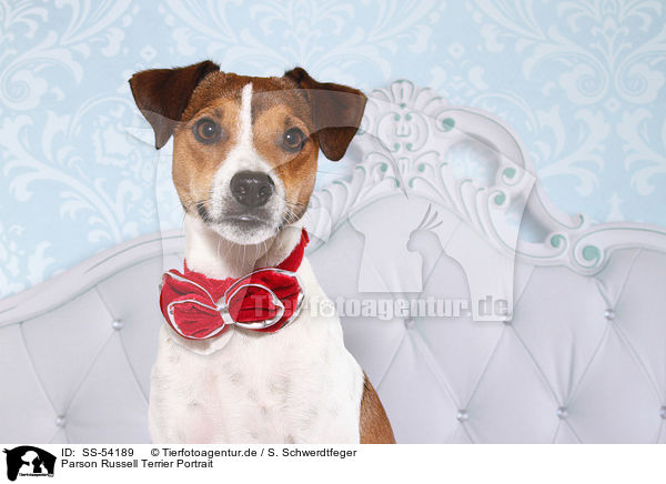 Parson Russell Terrier Portrait / Parson Russell Terrier Portrait / SS-54189