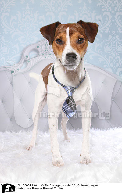 stehender Parson Russell Terrier / standing Parson Russell Terrier / SS-54194