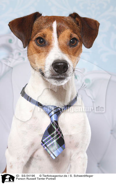 Parson Russell Terrier Portrait / Parson Russell Terrier Portrait / SS-54196