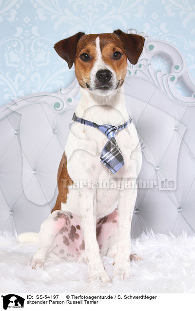 sitzender Parson Russell Terrier / sitting Parson Russell Terrier / SS-54197