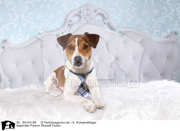 liegender Parson Russell Terrier / lying Parson Russell Terrier / SS-54198