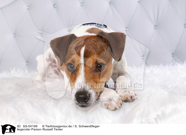 liegender Parson Russell Terrier / lying Parson Russell Terrier / SS-54199