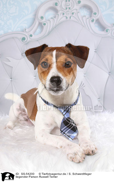liegender Parson Russell Terrier / lying Parson Russell Terrier / SS-54200