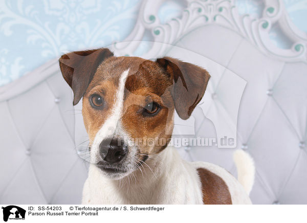 Parson Russell Terrier Portrait / Parson Russell Terrier Portrait / SS-54203
