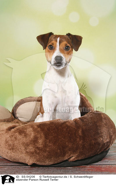 sitzender Parson Russell Terrier / sitting Parson Russell Terrier / SS-54206