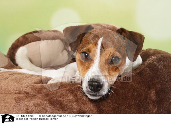 liegender Parson Russell Terrier / lying Parson Russell Terrier / SS-54209