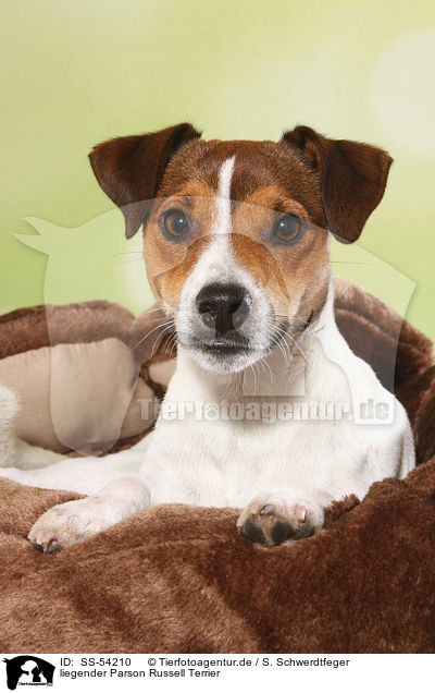 liegender Parson Russell Terrier / lying Parson Russell Terrier / SS-54210