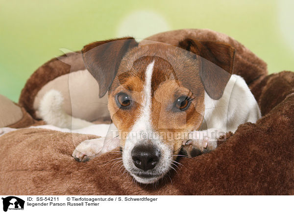 liegender Parson Russell Terrier / SS-54211