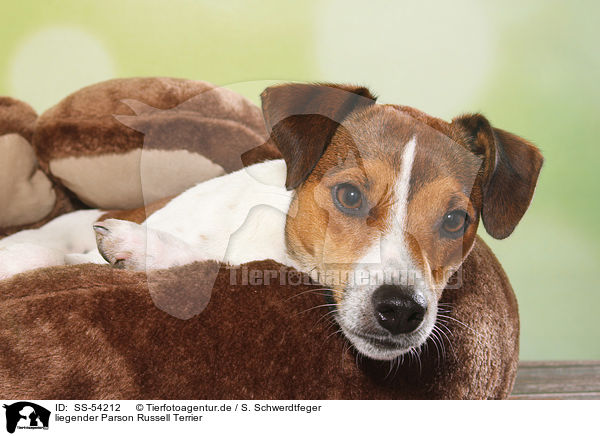 liegender Parson Russell Terrier / lying Parson Russell Terrier / SS-54212
