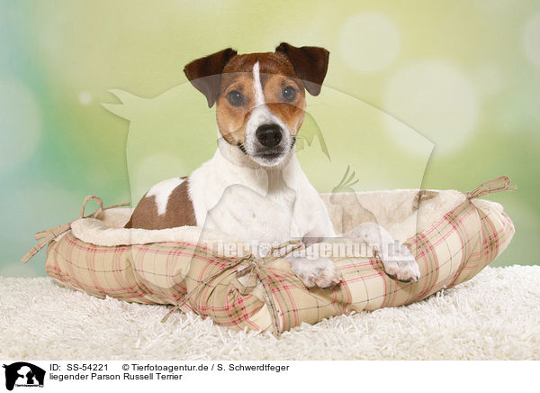 liegender Parson Russell Terrier / SS-54221
