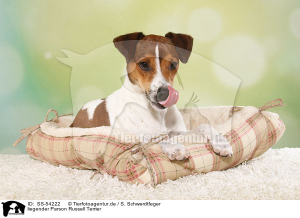 liegender Parson Russell Terrier / SS-54222