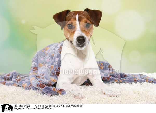 liegender Parson Russell Terrier / lying Parson Russell Terrier / SS-54224